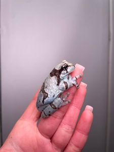 Деревні безпечні жабки, жабовидна квакша, австралійська квакша, молочна жаба, жаба арлекін