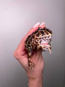 Ручна жаба рогатка, рогатка кранвелла, яскрава жаба ітанія, жаба для дому, кругла жабка