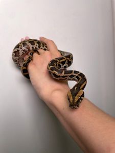 Ручний тигровий пітон, індійський пітон, домашня змія, великий пітон, тигровий пітон альбінос,