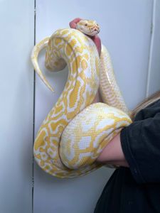 Ручний тигровий пітон, індійський пітон, домашня змія, великий пітон, тигровий пітон альбінос,
