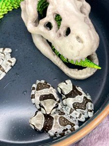 Деревні безпечні жабки, жабовидна квакша, австралійська квакша, молочна жаба, жаба арлекін