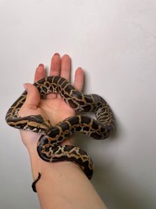 Ручний тигровий пітон, індійський пітон, домашня змія, великий пітон, тигровий пітон альбінос,