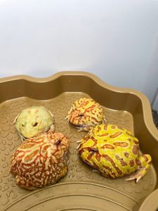 Ручна жаба рогатка, рогатка кранвелла, яскрава жаба ітанія, жаба для дому, кругла жабка