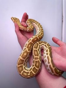 Ручний тигровий пітон, індійський пітон, домашня змія, великий пітон, тигровий пітон альбінос,