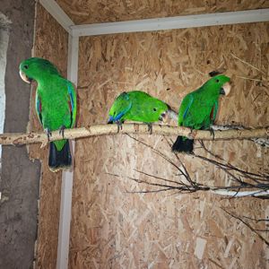 Еклектус - малята викормиші