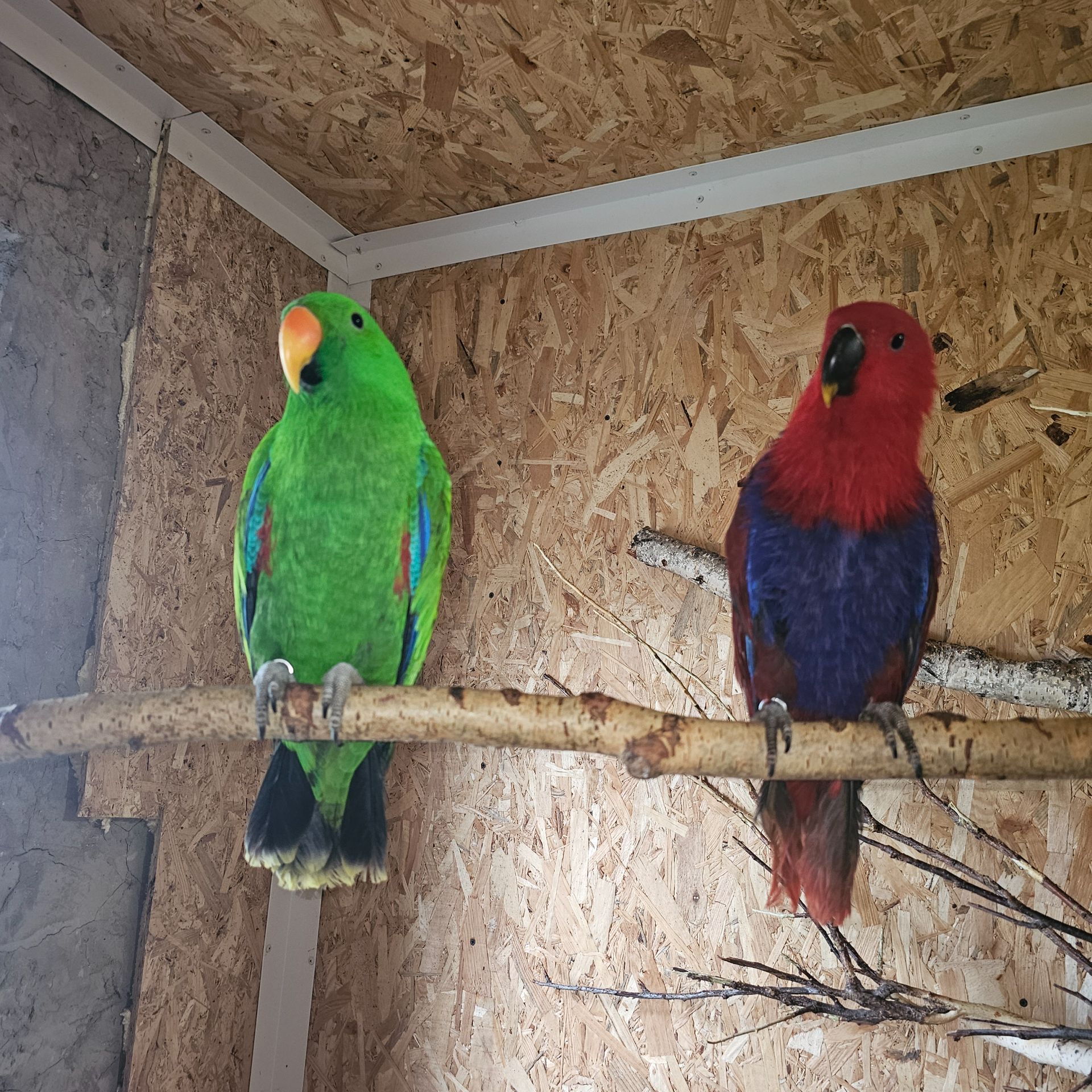 Благородний папуга Еклектус