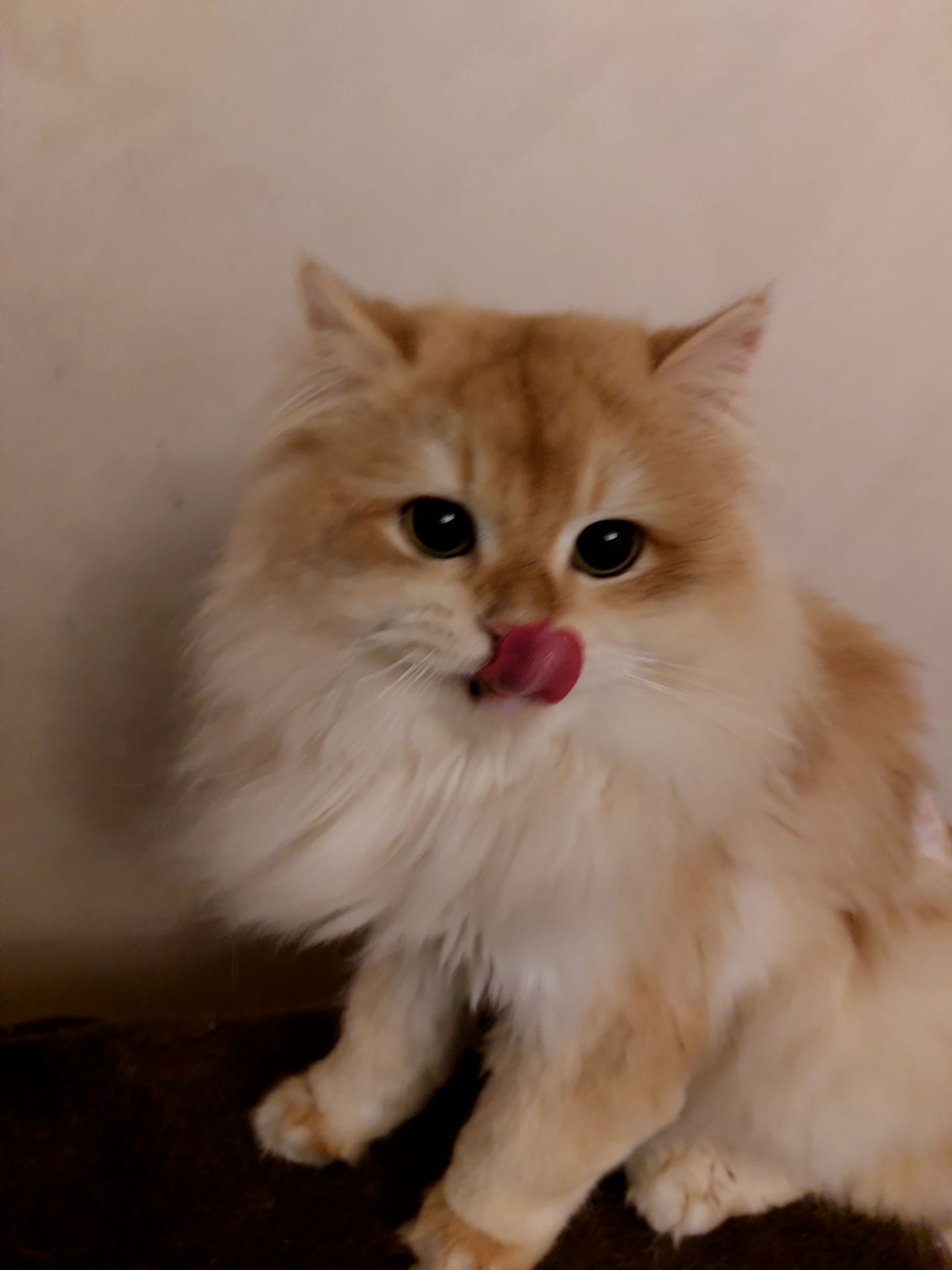 Чемпіон. Британський котик BLH ny 12. Окрас золота шиншилла