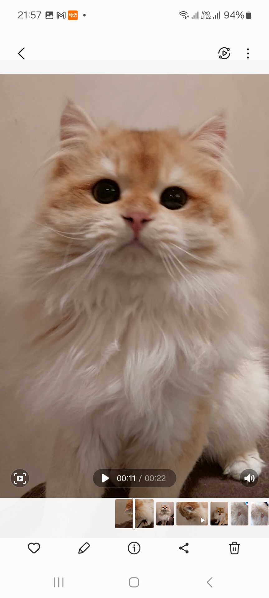 Чемпіон. Британський котик BLH ny 12. Окрас золота шиншилла