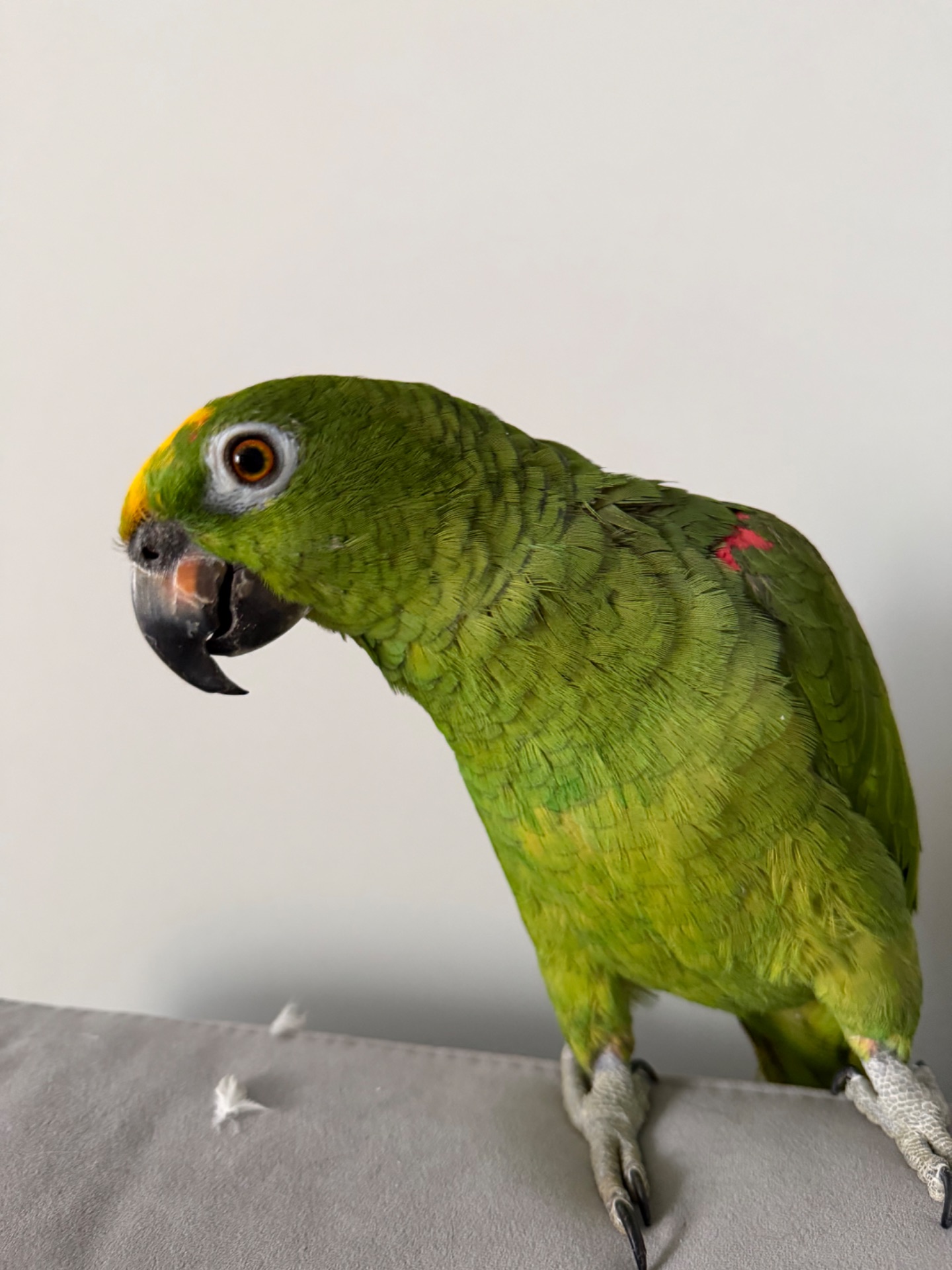 співпраця для розведення амазонських папуг