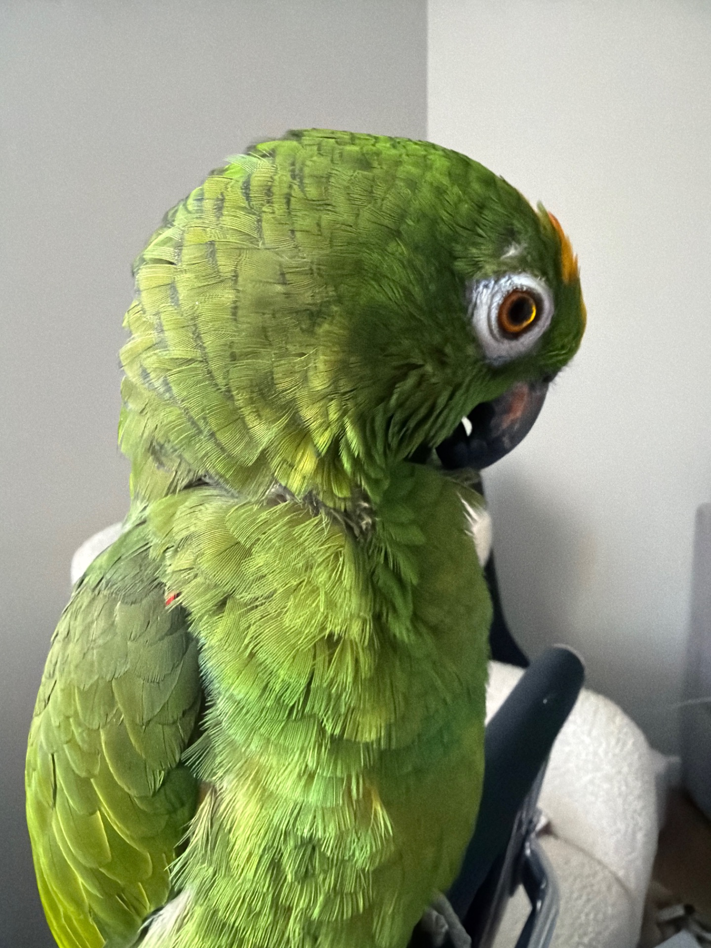 співпраця для розведення амазонських папуг