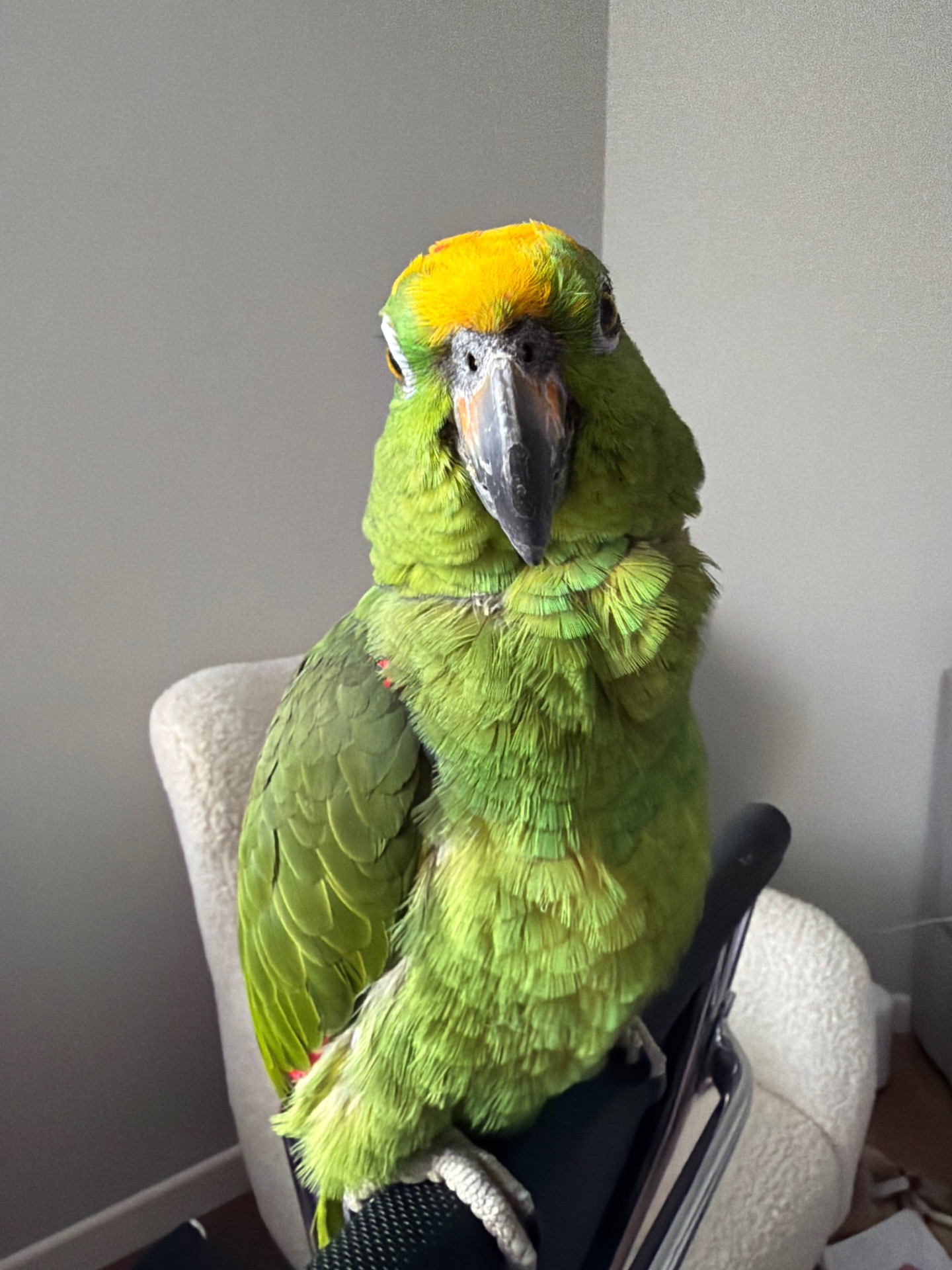 співпраця для розведення амазонських папуг