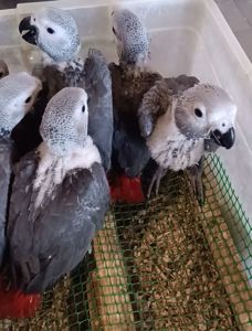 Краснохвостый жако