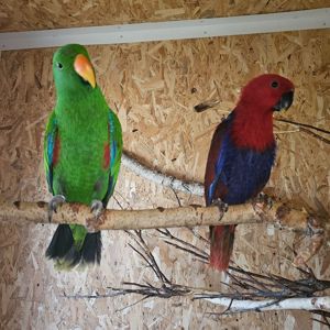 Благородний папуга Еклектус