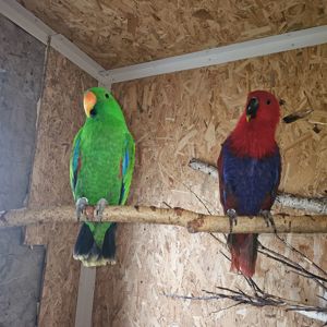 Благородний папуга Еклектус