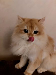 Чемпіон. Британський котик BLH ny 12. Окрас золота шиншилла