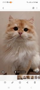 Чемпіон. Британський котик BLH ny 12. Окрас золота шиншилла