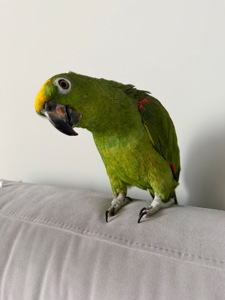 співпраця для розведення амазонських папуг