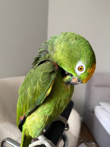 співпраця для розведення амазонських папуг