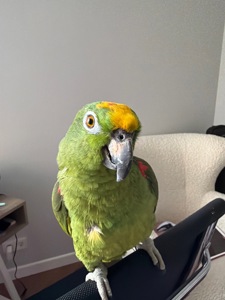 співпраця для розведення амазонських папуг