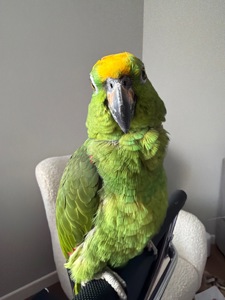 співпраця для розведення амазонських папуг