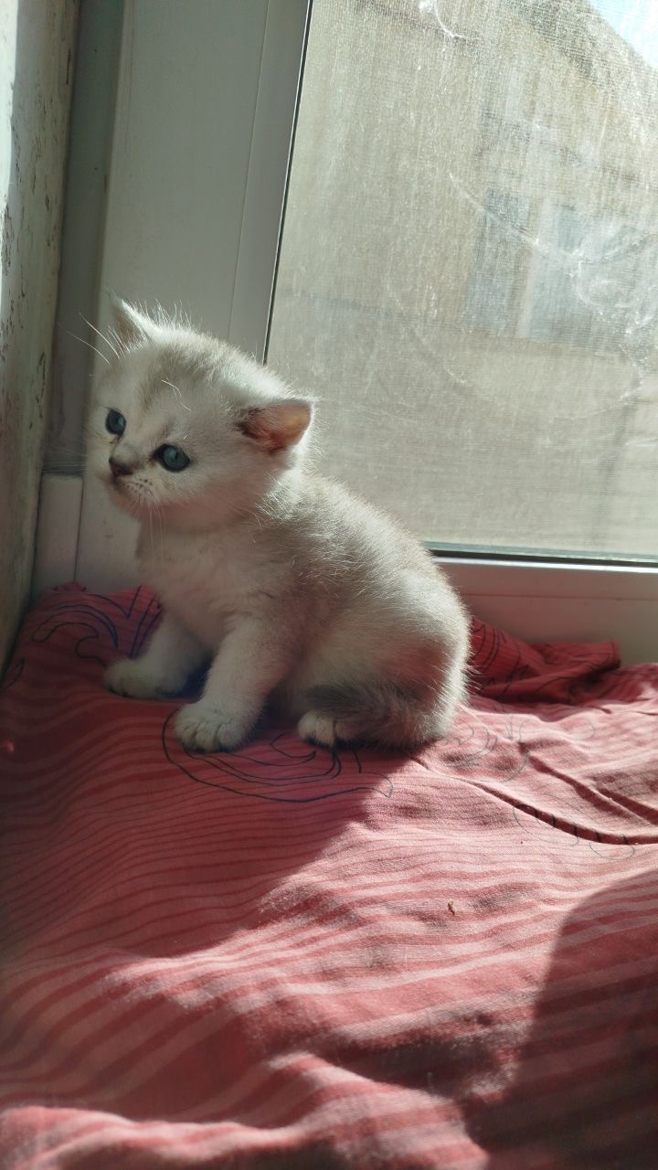 Кошеня дівчинка шотландська шиншила