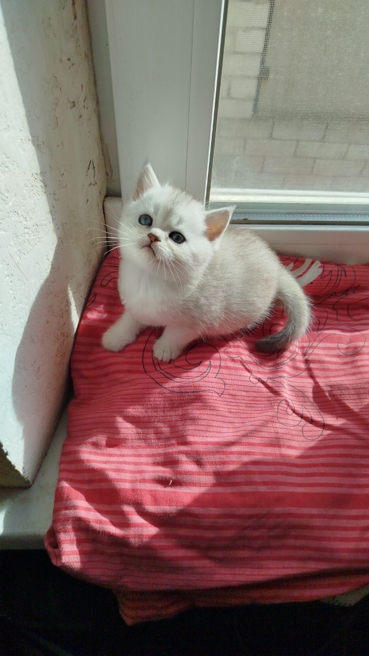 Кошеня дівчинка шотландська шиншила