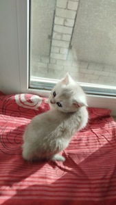 Кошеня дівчинка шотландська шиншила