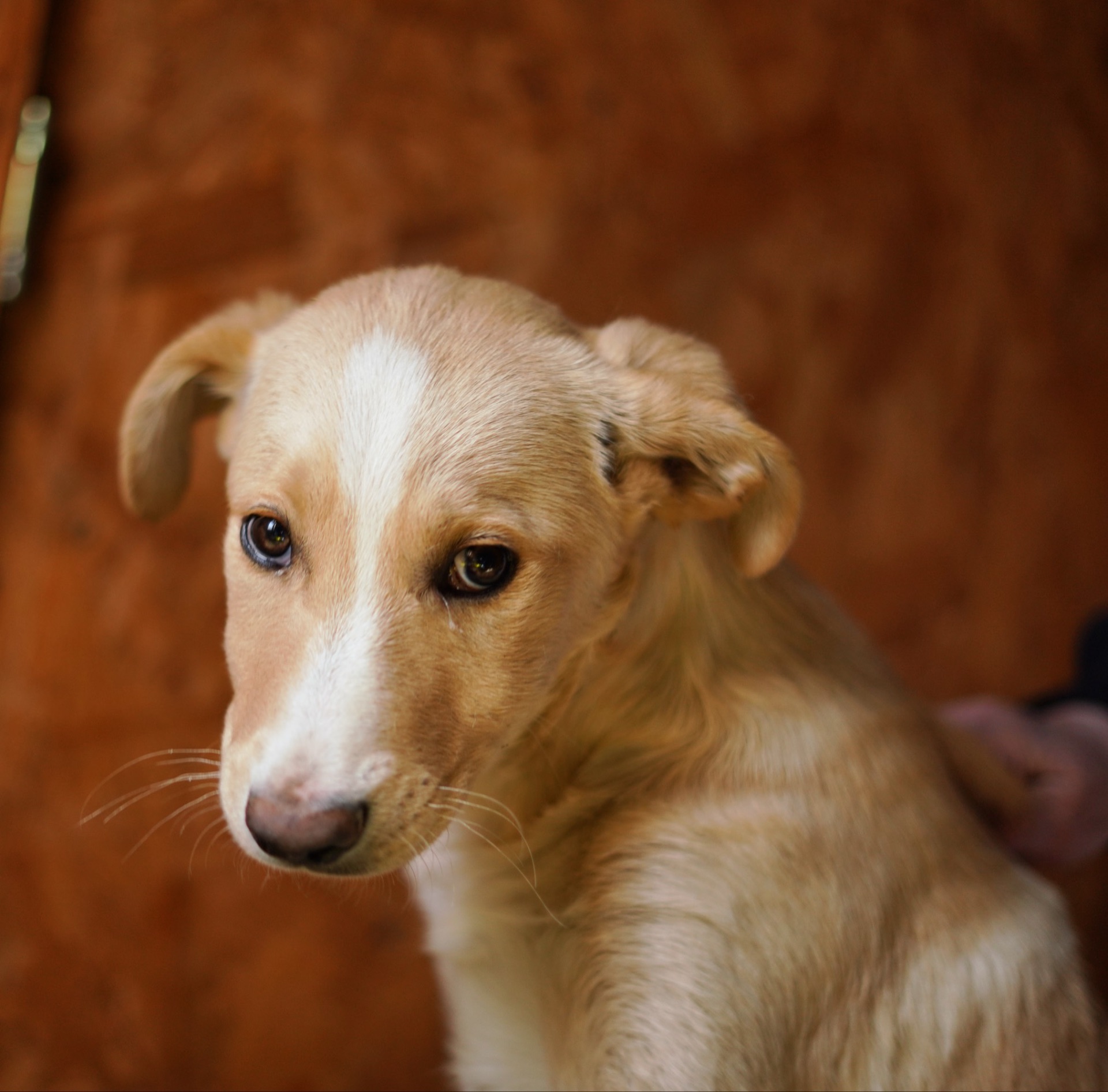 Дуже гарний і розумний цуцик мріє про родину!