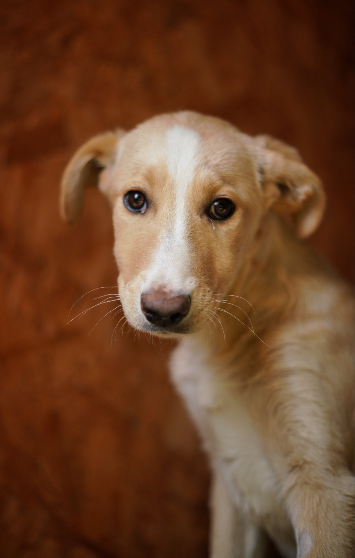 Дуже гарний і розумний цуцик мріє про родину!