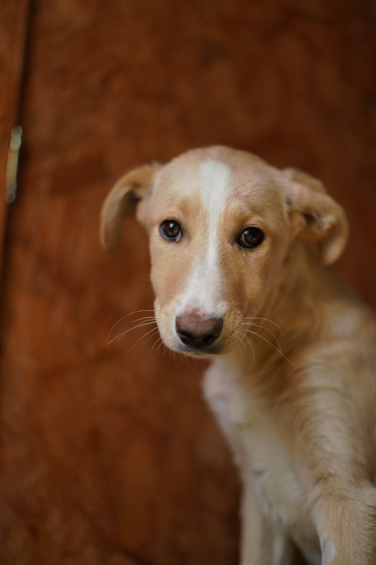 Дуже гарний і розумний цуцик мріє про родину!