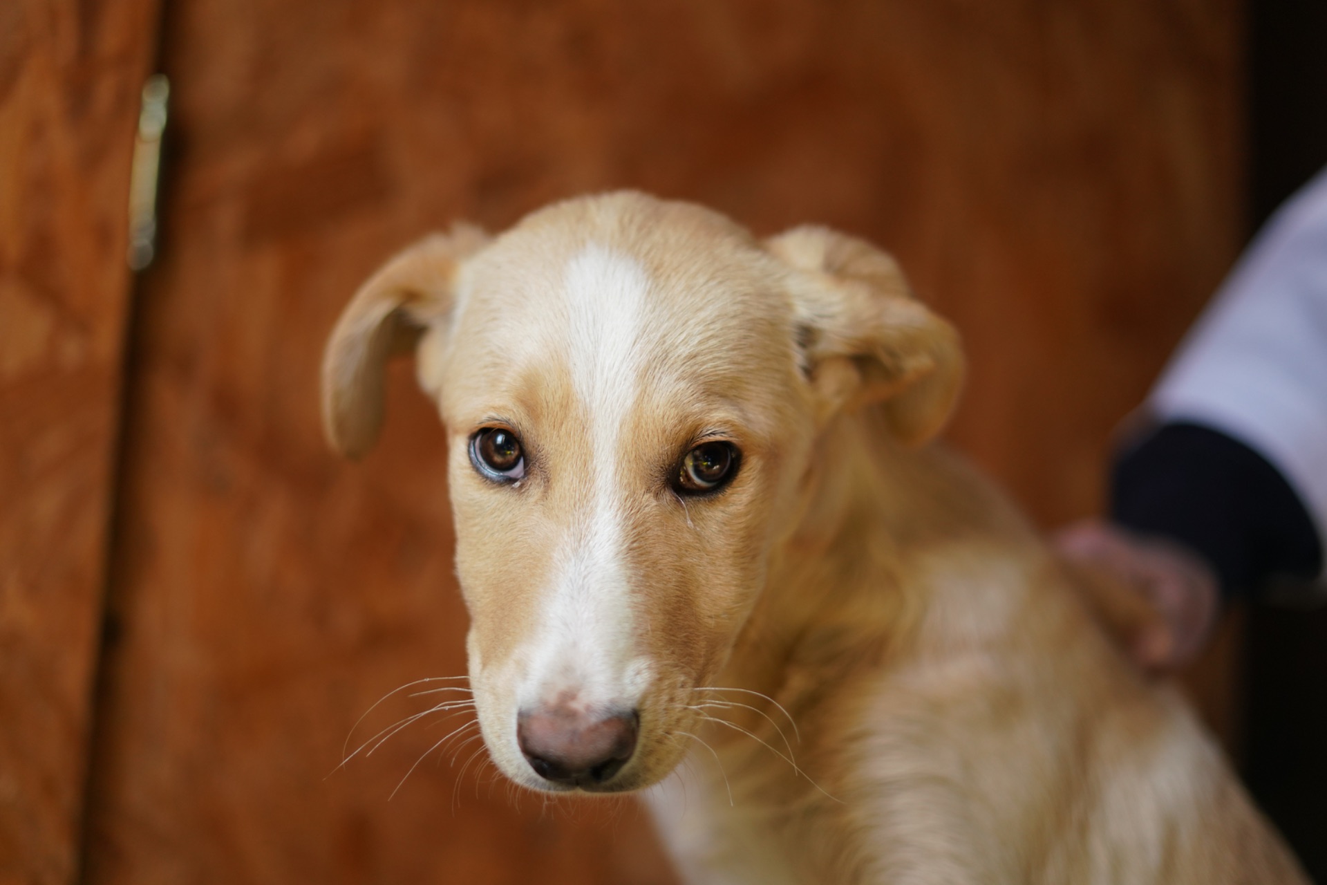 Дуже гарний і розумний цуцик мріє про родину!