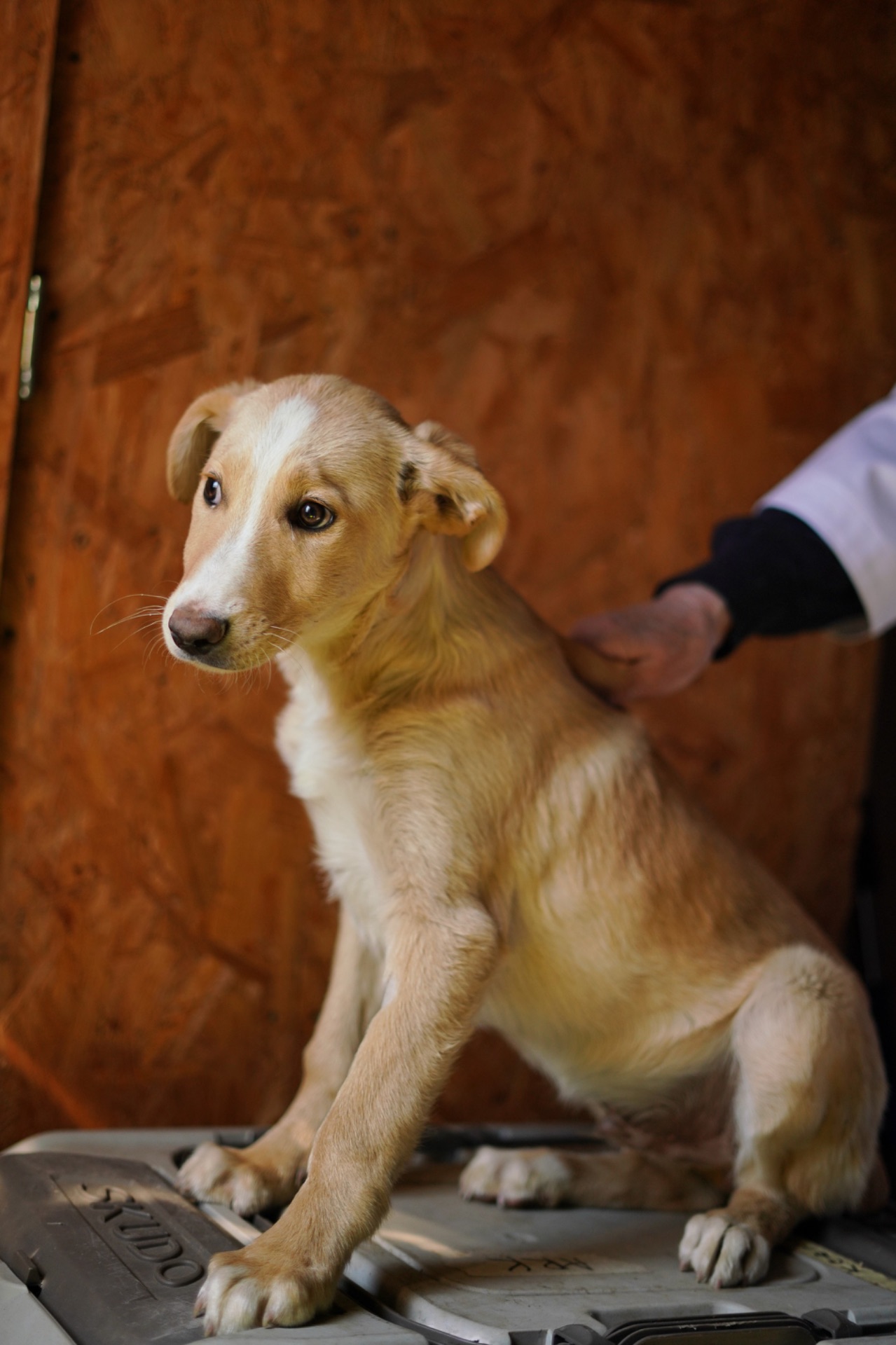 Дуже гарний і розумний цуцик мріє про родину!