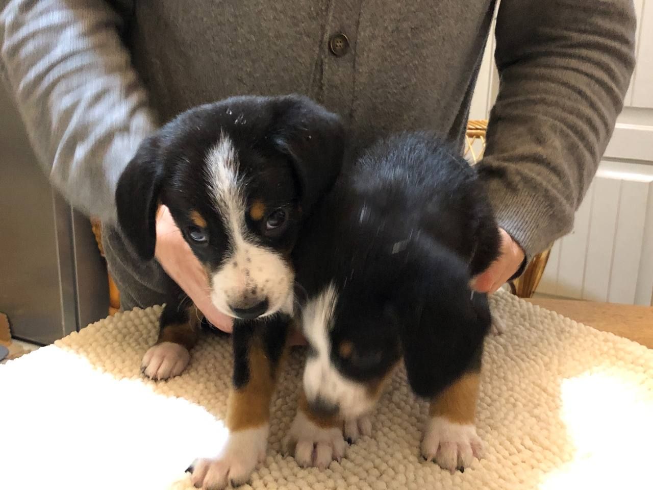 Цуценята Ентлебухер Зенненхунд від чемпіонів — FCI/УКУ, щеплення, мікрочіп