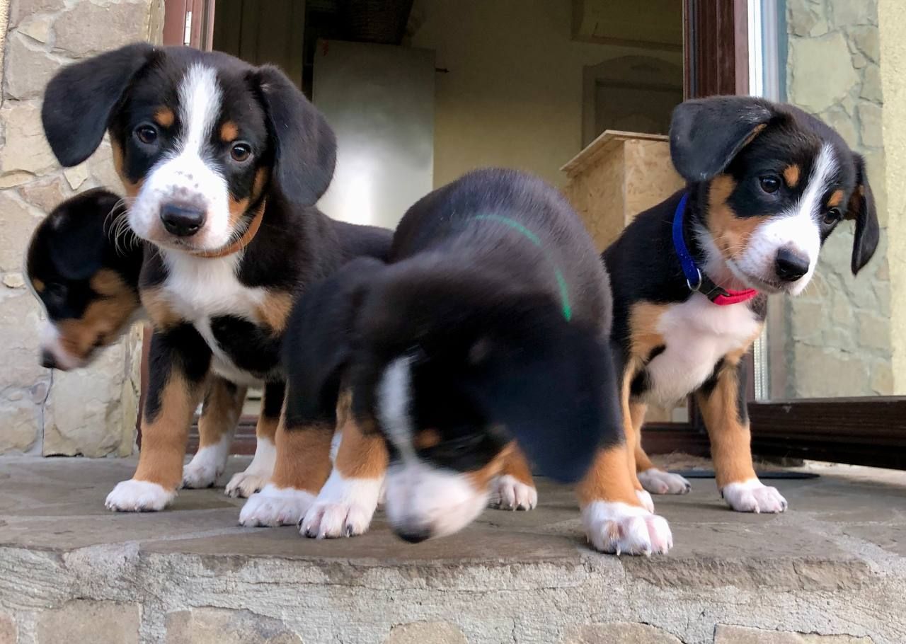Цуценята Ентлебухер Зенненхунд від чемпіонів — FCI/УКУ, щеплення, мікрочіп