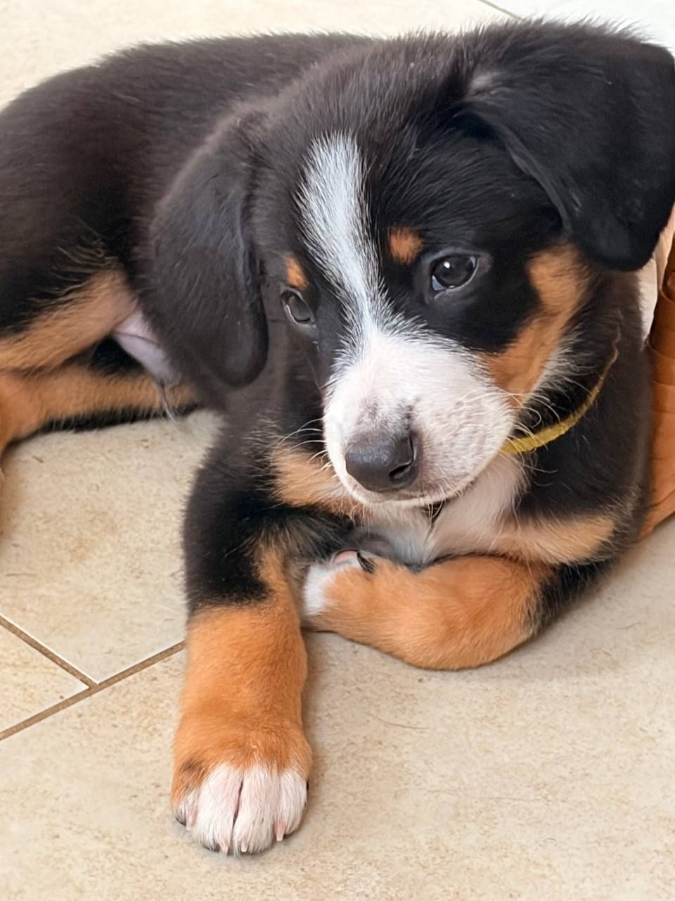 Цуценята Ентлебухер Зенненхунд від чемпіонів — FCI/УКУ, щеплення, мікрочіп