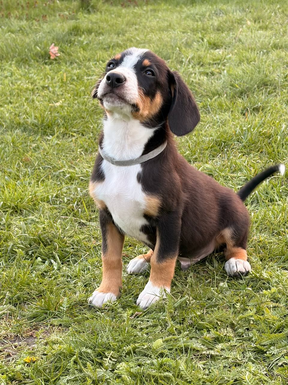 Цуценята Ентлебухер Зенненхунд від чемпіонів — FCI/УКУ, щеплення, мікрочіп