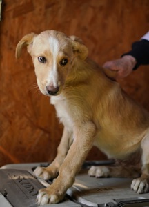Дуже гарний і розумний цуцик мріє про родину!
