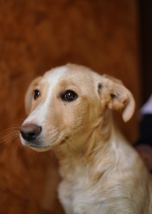 Дуже гарний і розумний цуцик мріє про родину!