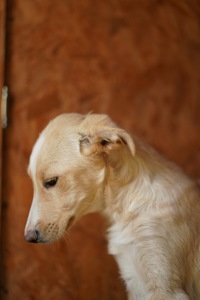 Дуже гарний і розумний цуцик мріє про родину!