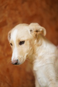 Дуже гарний і розумний цуцик мріє про родину!