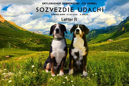 Цуценята Ентлебухер Зенненхунд від чемпіонів — FCI/УКУ, щеплення, мікрочіп