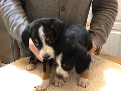 Цуценята Ентлебухер Зенненхунд від чемпіонів — FCI/УКУ, щеплення, мікрочіп