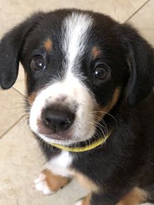 Цуценята Ентлебухер Зенненхунд від чемпіонів — FCI/УКУ, щеплення, мікрочіп