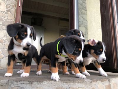 Цуценята Ентлебухер Зенненхунд від чемпіонів — FCI/УКУ, щеплення, мікрочіп