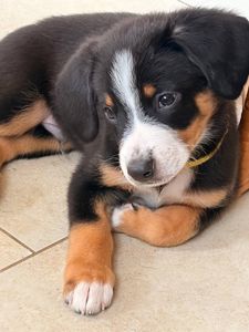 Цуценята Ентлебухер Зенненхунд від чемпіонів — FCI/УКУ, щеплення, мікрочіп