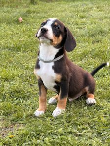 Цуценята Ентлебухер Зенненхунд від чемпіонів — FCI/УКУ, щеплення, мікрочіп