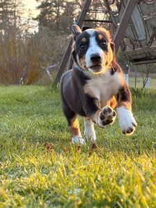 Цуценята Ентлебухер Зенненхунд від чемпіонів — FCI/УКУ, щеплення, мікрочіп