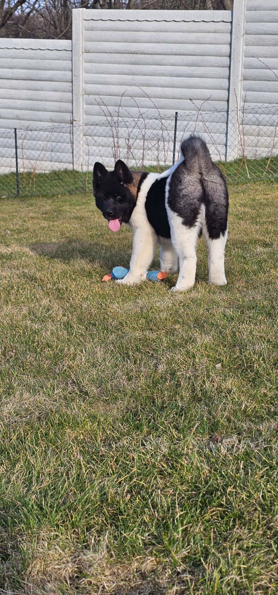 Девочка Американская Акита КСУ