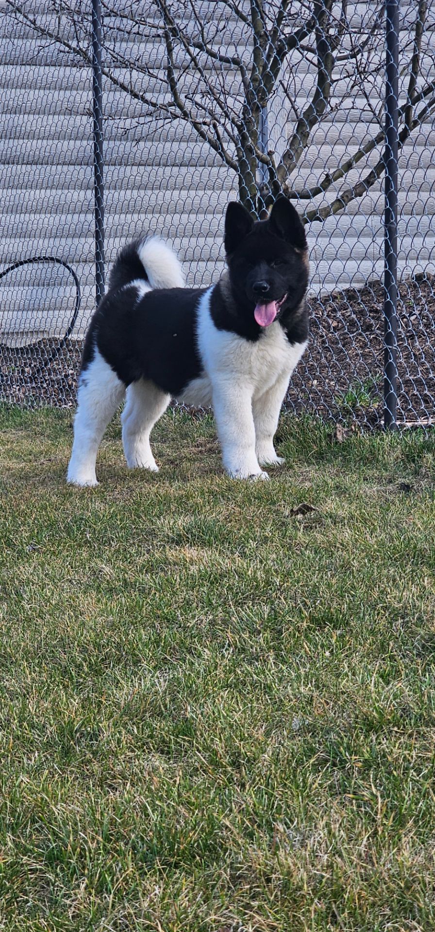 Девочка Американская Акита КСУ