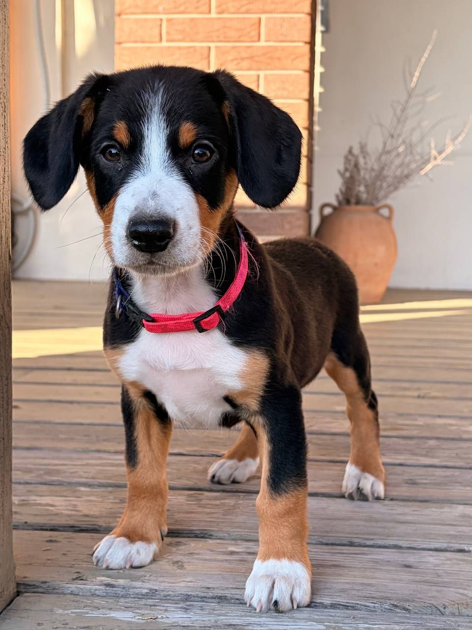 Цуценята Ентлебухер Зенненхунд від чемпіонів — FCI/УКУ, щеплення, мікрочіп